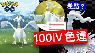 萊希拉姆色違100IV來⁉️火系一哥色違💥白龍色違畢業🥳【Pokémon Go】寶可夢十二月