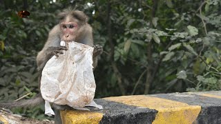 Kerala Thamarassery Churam||Ghat pass wayanad||Kozhikod churam||താമരശ്ശേരി ചുരം||Monkey||Churam