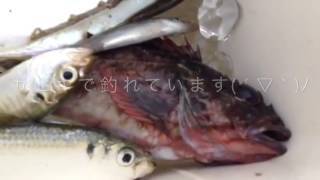 fishingmax芦屋店 サヨリちゃんが釣れ釣れです！