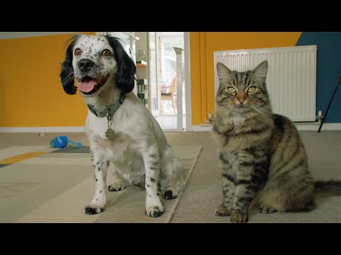 Introducing Cats And Dogs Expert Advice Youtube