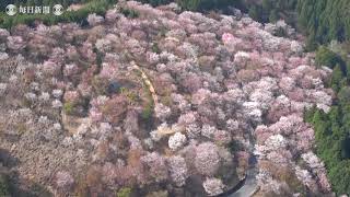 空撮・吉野山の桜：上千本でも満開に　奈良・吉野町