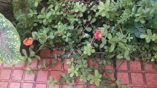 BEAUTIFUL GARDEN |அழகான தோட்டம் /#shorts#shortsfeed #garden