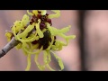 Witch Hazel Plant Profile