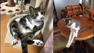 猫ちゃんのポーズや表情を見てると、和んでほっとする♡～I heal when I see the cat's pose and expression.