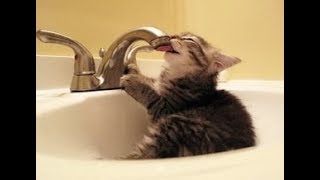 なんで猫ちゃんって蛇口からわざわざ水を飲むの？～Why bother to drink the water from the faucet What cat?