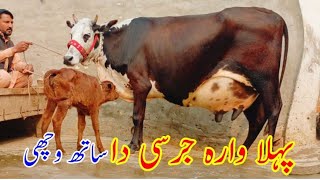 cholistani jarsi cross cow milk 20 kg (03014865352) youtube. 20-12-24