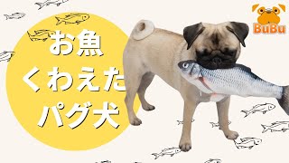 お魚をあげたら夢中で食いつくパグの様子がこちら【パグ犬BuBu】