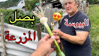 رحنا الى الجد والجدة في المزرعة👩‍🌾وحصدنا الفراولة 🍓موسم الحصاد الصيف.اني و#مصطفى_ستار