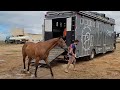 haras monte siÃo chegando no parque boi nelore etapa pix bet portal vaquejada 2025