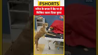UP के बांदा में सरकारी अस्पताल में घूमते दिखे कुत्ता और गाय | #shorts #viralvideo #shortsvideo