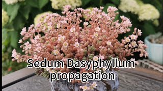 Sedum Dasyphyllum Propagation