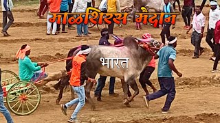 हिंदकेसरी भारत माळशिरस मैदानात गट पास | malshiras maidan 2022 | bailgadi sharyat live