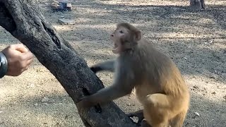 angry monkey attack me | Jangli bandar ka ghusa