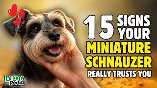 15 Signs Your Miniature Schnauzer REALLY Trusts