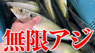 これが必殺【無限アジ】！！ キンキンのビールにベストマッチの食べ方がこれだ！！　［京都舞鶴卸売市場］［鯵］