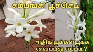 மாடிதோட்டத்தில் சம்பங்கி பூச்செடி வளர்ப்பது எப்படி?More flowers in tuberos