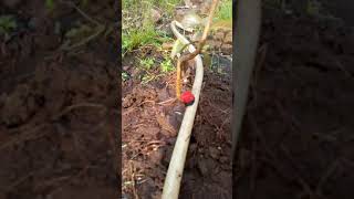 Irrigation par Goutteurs D'EGUICOLOG