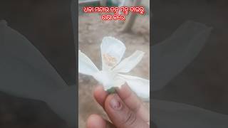 ଧଳା ମନ୍ଦାର ଶିବ ଙ୍କ ମଥାରେ ଚଢାନ୍ତୁ #nitibani #odiasadhubani #anuchinta