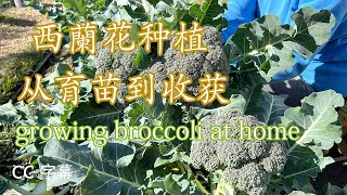 学习西兰花种植从育苗到收获的技巧和方法全过程解析how to grow your own broccoli家庭后院也能种植出美味的蔬菜！