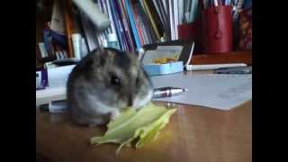 もりもりキャベツ　ハムスターここあ　Hamster Cocoa is eating a cabbage.