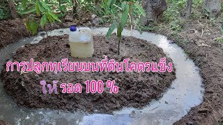 EP69 การปลูกทุเรียนบนที่ดินโคตรแข็งให้รอด 100%