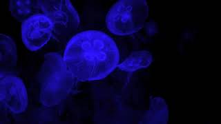 Deep Blue Jellyfish Aquarium | Soothing Sleep Music [10 Hours]