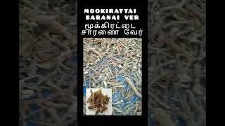 mookirattai saranai ver🌿மூக்கிரட்டை சரணை வேர்🌿#Countrydrug @nattumarunthukadaimadurai_MKMM