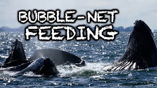 Whales Bubble-Net Feeding - Sitka, Southeast Alaska