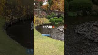 好古園の流れの平庭を流れる小川と紅葉狩り