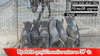 ขายลูกสุนัขไทยหลังอานสีสวาด Thai ridgeback dog for sale. @dandokbuatrd.