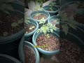 无花果喷点它，结的果子用车拉‼️ 种植 gardening 无花果