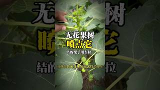 无花果喷点它，结的果子用车拉‼️ #种植 #gardening #无花果