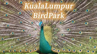 クアラルンプール バードパークどこを見ても鳥鳥鳥鳥鳥鳥鳥鳥鳥[Vlog:#15 Taman Burung Kuala Lumpur ]