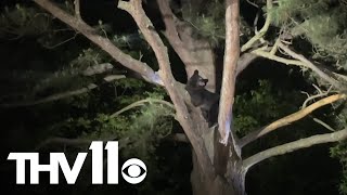 Bear falls out of tree in Russellville