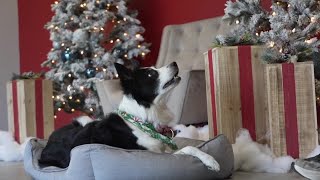 Taking care of pets around holiday gatherings