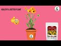 rimi garden marigold care organic fertilizer for marigold care plant growth