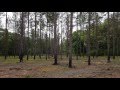 Second Thinning Pine for Timber and Quail Management