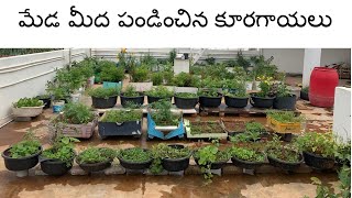 Organic Terrace Garden Tour | Telugu