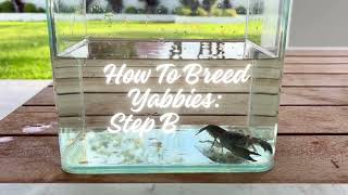 How To Breed Yabbies: Step By Step