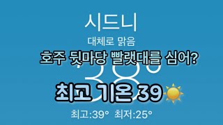 [DaNaYa] 시드니 집주인의 일상 | 뒷마당 남다른 빨래줄 | 파라마타 일식집