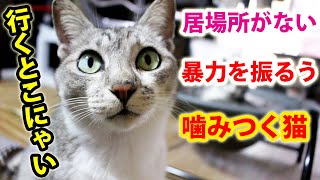 パパ噛まれる…居場所がなくなった通い猫。ナキスケを4発殴る暴力的な猫