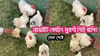 হোয়াইট কোচিং মুরগী নিউ রানিং || পৃথিবীর সবচেয়ে খাটো ও গোল মুরগী || যোগাযোগ 01627996451