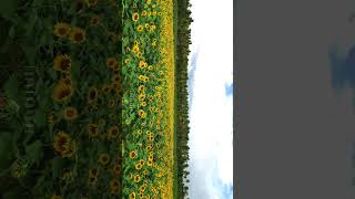 Sunflowers near Tenkasi