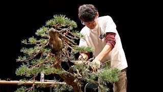 Koji Hiramatsu Bonsai demo