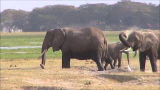 アンボセリ国立公園のアフリカゾウ　African Elephants in Amboseli National Park