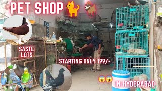 Salman Hyderabad pet store 🕊️🐈🐓||Vlog_63||all breed chicks🐤pet shop in Hyderabad 📲 6301027734