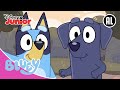 🏕️ Kampeerdag! | Bluey | Disney Junior BE