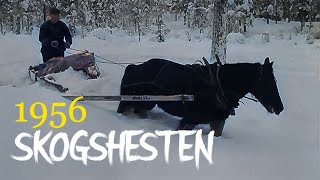 Skogshesten 1956 - Viktig i skogbrukets tjeneste. (kolorert)