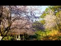 the best of sakura in taipei.2013天元宮、 三芝、三板橋吉野櫻 full hd