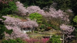 The best of  Sakura in Taipei.2013天元宮、 三芝、三板橋吉野櫻 Full HD